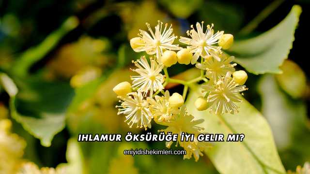 Ihlamur Öksürüğe İyi Gelir mi?