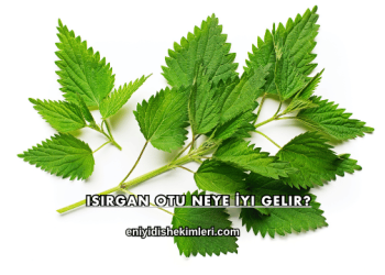 Isırgan Otu Neye İyi Gelir?