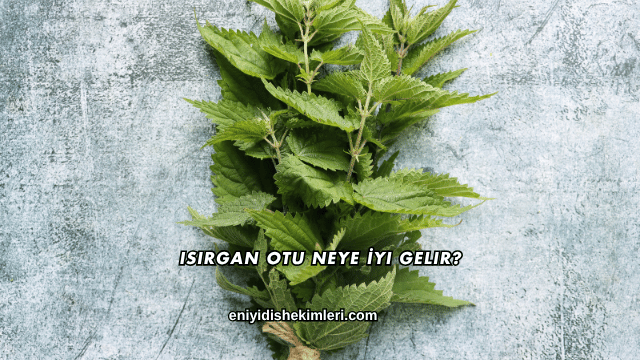 Isırgan Otu Neye İyi Gelir?