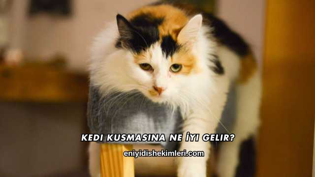 Kedi Kusmasına Ne İyi Gelir?
