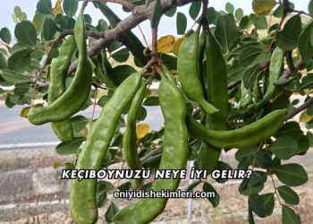 Keçiboynuzu Neye İyi Gelir