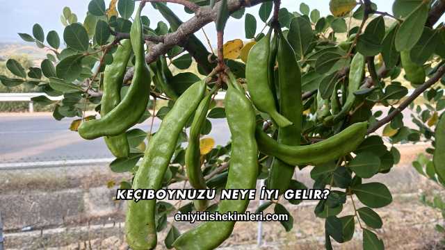 Keçiboynuzu Neye İyi Gelir