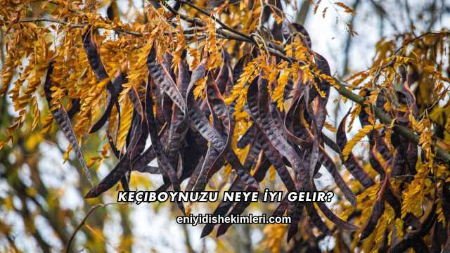 Keçiboynuzu Neye İyi Gelir