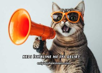 Kedi İshaline Ne İyi Gelir?