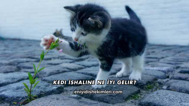 Kedi İshaline Ne İyi Gelir?