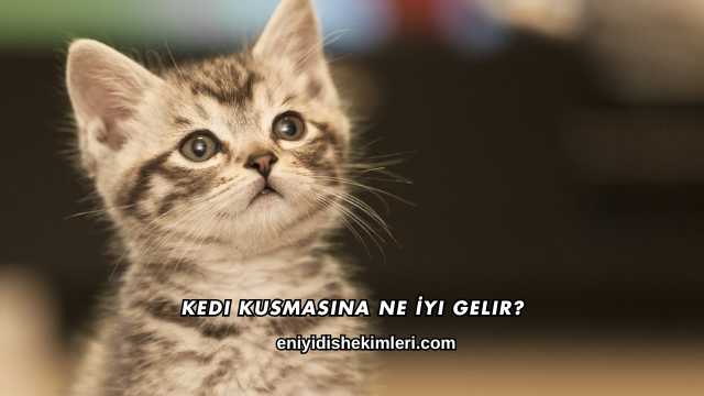Kedi Kusmasına Ne İyi Gelir?