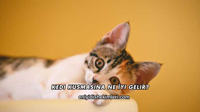 Kedi Kusmasına Ne İyi Gelir?