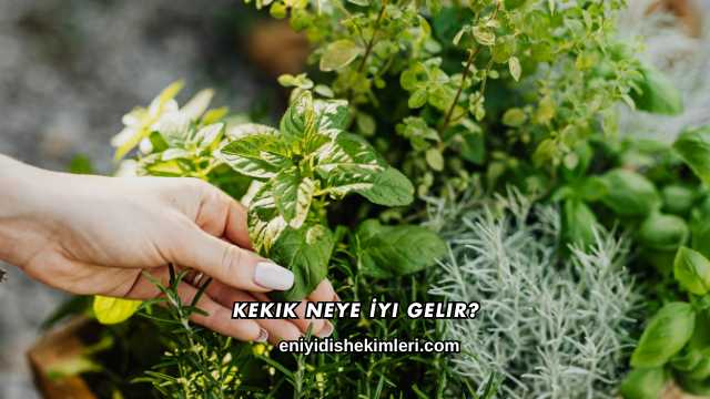 Kekik Neye İyi Gelir?