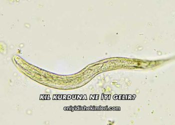 Kıl Kurduna Ne İyi Gelir?