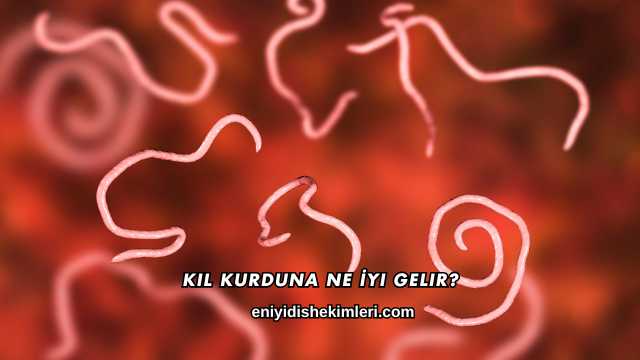Kıl Kurduna Ne İyi Gelir?
