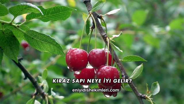 Kiraz Sapı Neye İyi Gelir?