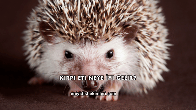 Kirpi Eti Neye İyi Gelir?