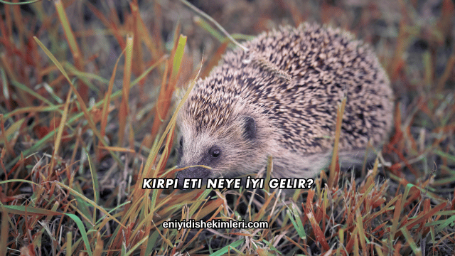 Kirpi Eti Neye İyi Gelir?