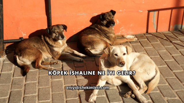 Köpek İshaline Ne İyi Gelir?