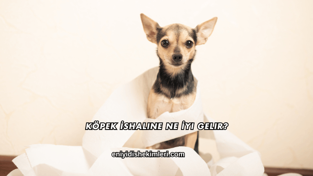 Köpek İshaline Ne İyi Gelir?