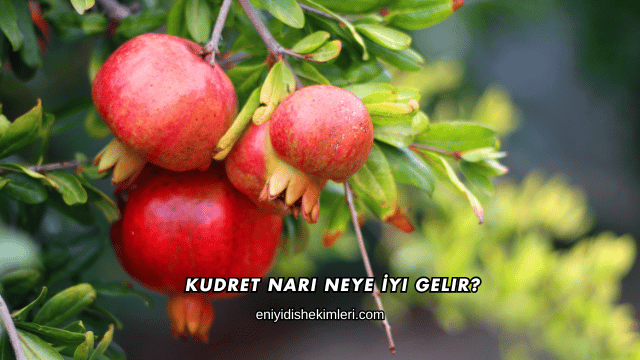 Kudret Narı Neye İyi Gelir?