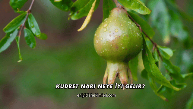 Kudret Narı Neye İyi Gelir?