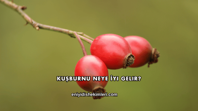 Kuşburnu Neye İyi Gelir?