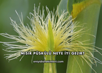 Mısır Püskülü Neye İyi Gelir?