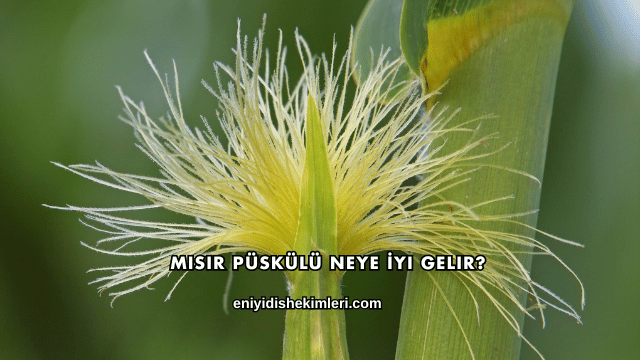 Mısır Püskülü Neye İyi Gelir?