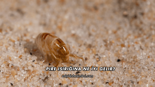 Pire Isırığına Ne İyi Gelir?