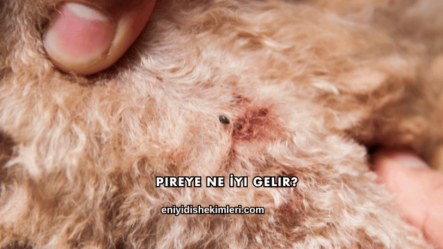 Pireye Ne İyi Gelir?