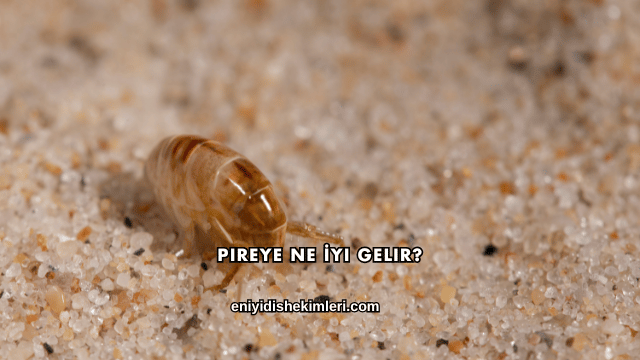 Pireye Ne İyi Gelir?