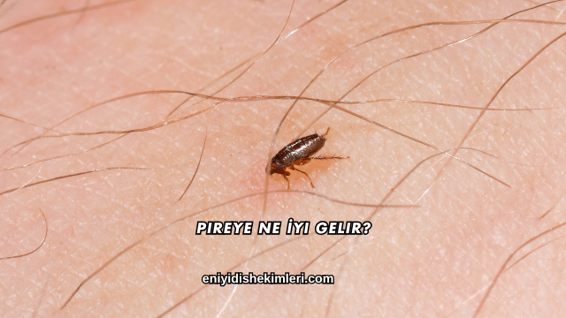 Pireye Ne İyi Gelir?