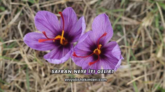 Safran Neye İyi Gelir?