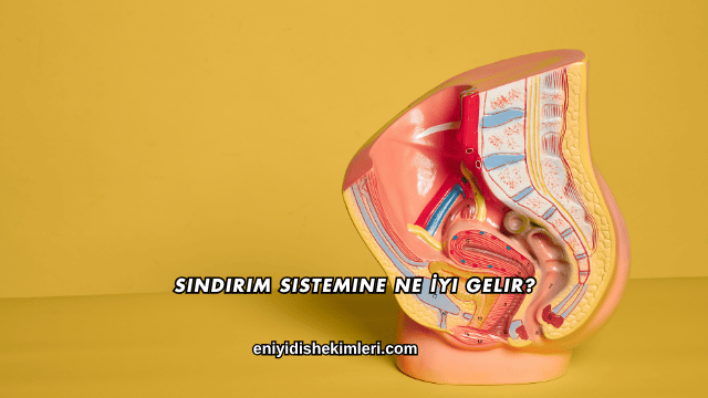 Sindirim Sistemine Ne İyi Gelir?