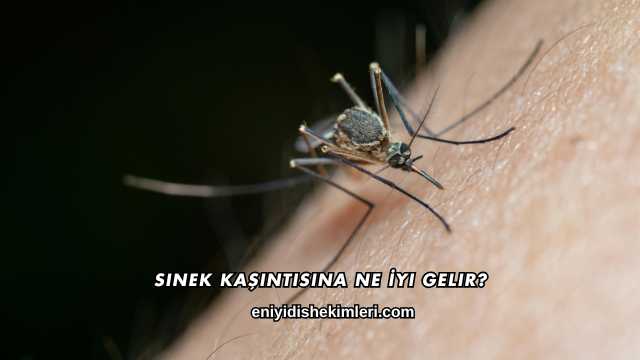 Sinek Kaşıntısına Ne İyi Gelir?