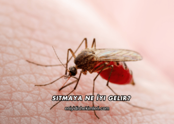 Sıtmaya Ne İyi Gelir?