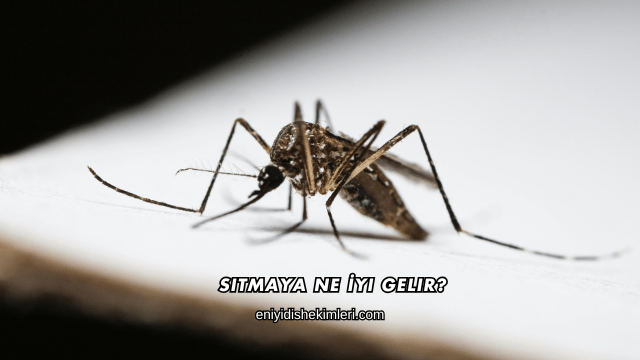 Sıtmaya Ne İyi Gelir?