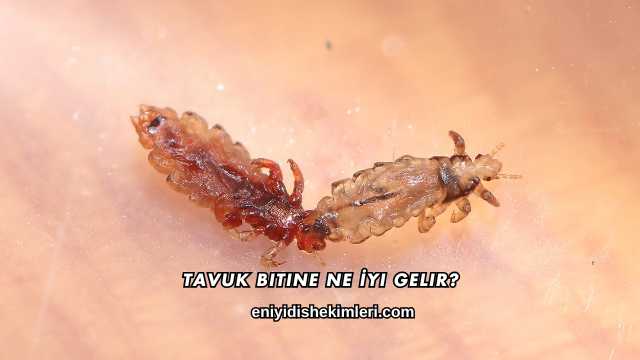 Tavuk Bitine Ne İyi Gelir?