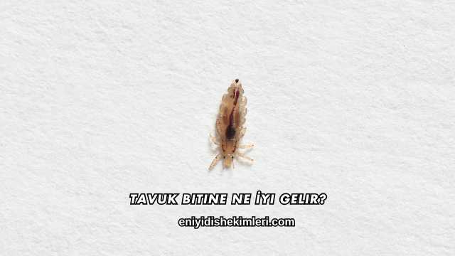 Tavuk Bitine Ne İyi Gelir?