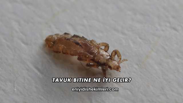 Tavuk Bitine Ne İyi Gelir?