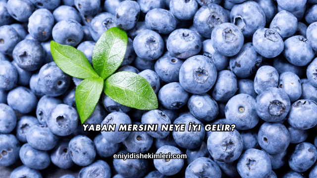 Yaban Mersini Neye İyi Gelir?