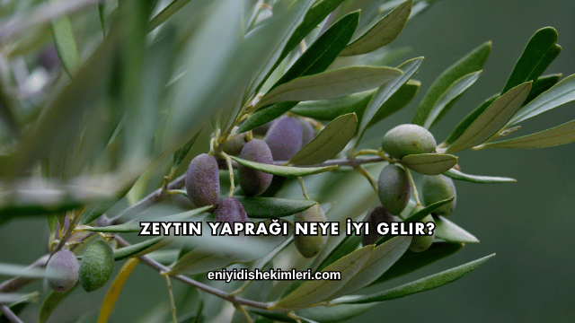 Zeytin Yaprağı Neye İyi Gelir?