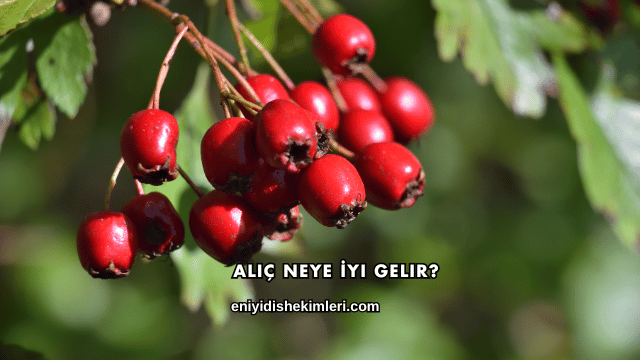Alıç Neye İyi Gelir?