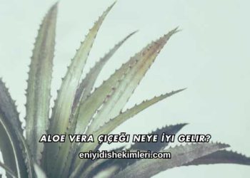 Aloe Vera Çiçeği Neye İyi Gelir?