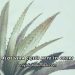 Aloe Vera Çiçeği Neye İyi Gelir?