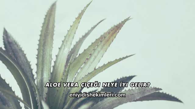 Aloe Vera Çiçeği Neye İyi Gelir?