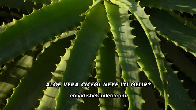 Aloe Vera Çiçeği Neye İyi Gelir?