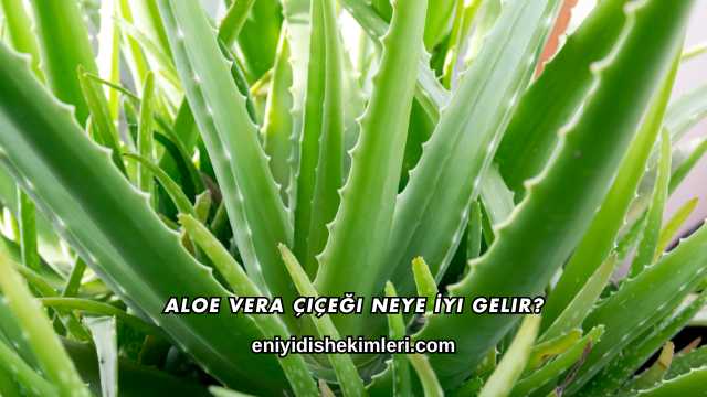 Aloe Vera Çiçeği Neye İyi Gelir?