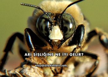 Arı Şişliğine Ne İyi Gelir?