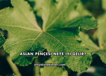 Aslan Pençesi Neye İyi Gelir?