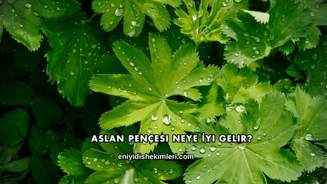 Aslan Pençesi Neye İyi Gelir?