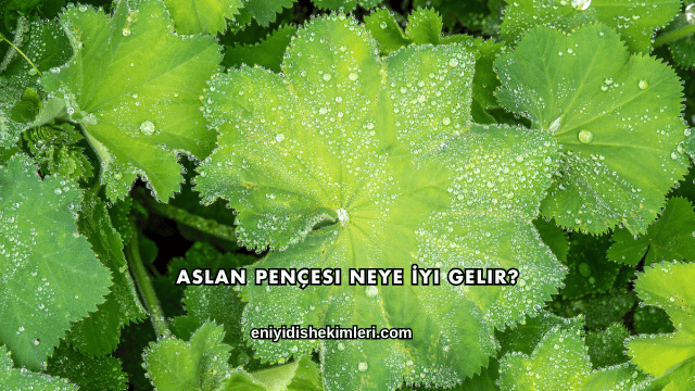 Aslan Pençesi Neye İyi Gelir?