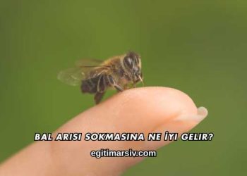 Bal Arısı Sokmasına Ne İyi Gelir?