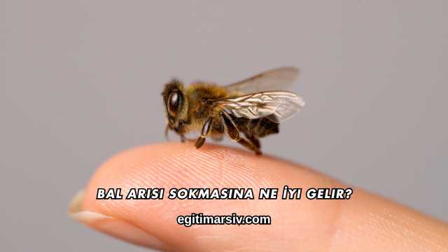 Bal Arısı Sokmasına Ne İyi Gelir?